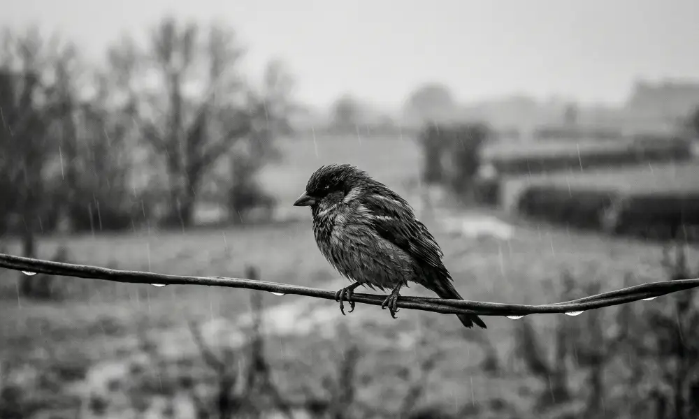 Disparadores emocionales para recuperar a tu pareja 2 disparadores-emocionales-para-recuperar-a-tu-pareja